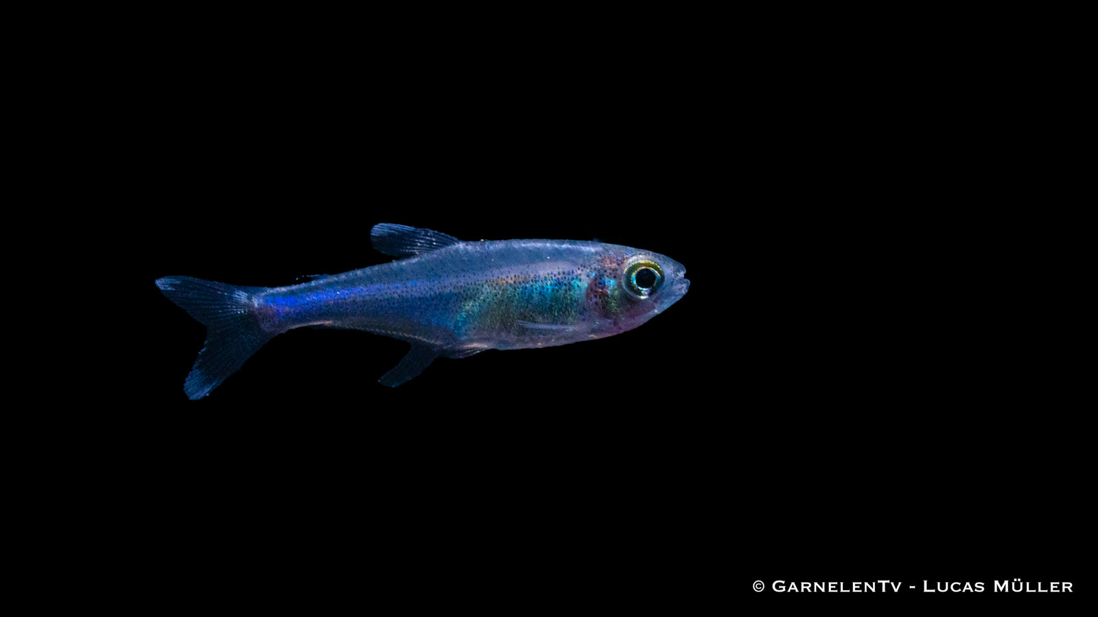 Blauer Perusalmler (Knodus borki) in Aquarium
