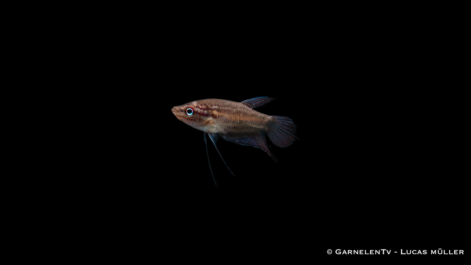 Knurrender Zwerggurami - Trichopsis pumila