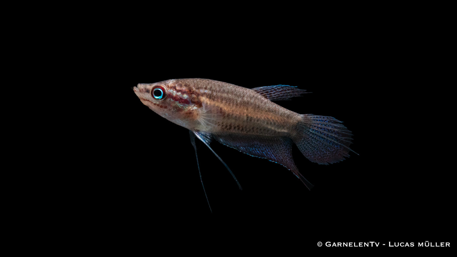 Knurrender Zwerggurami - Trichopsis pumila