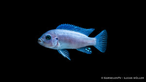 Kobalt Zebrabuntbarsch bright blue - Pseudotropheus callainos