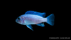 Kobalt Zebrabuntbarsch bright blue - Pseudotropheus callainos