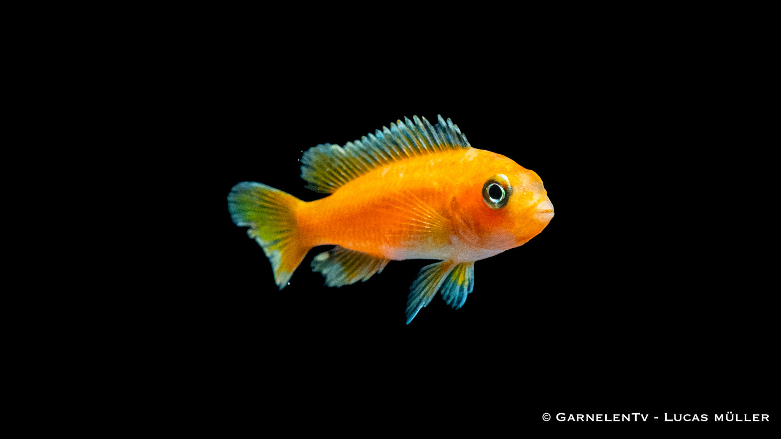 Kobalt-Orange-Buntbarsch - Melanochromis johannii