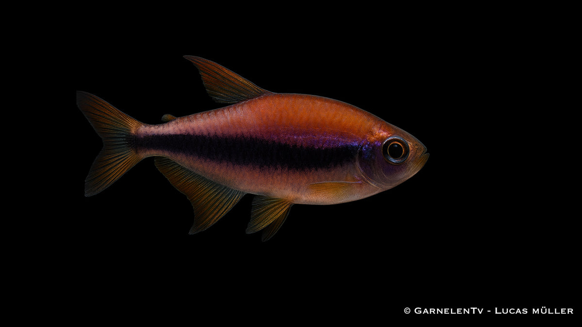 Königssalmler im Aquarium