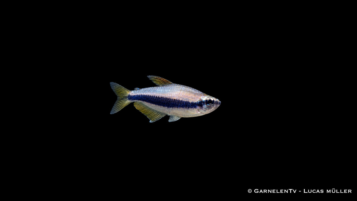 Königssalmler - Inpaichthys kerri