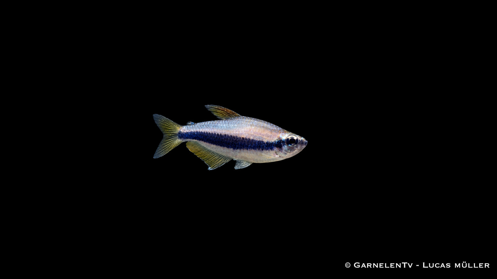 Königssalmler - Inpaichthys kerri