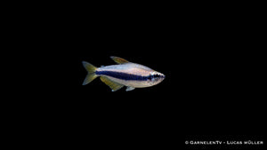 Königssalmler - Inpaichthys kerri