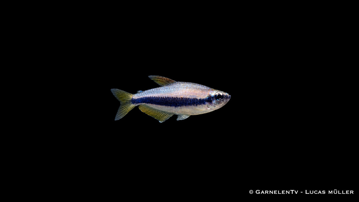 Königssalmler - Inpaichthys kerri