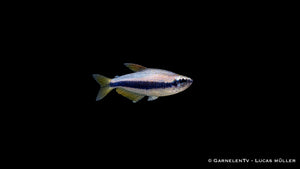 Königssalmler - Inpaichthys kerri