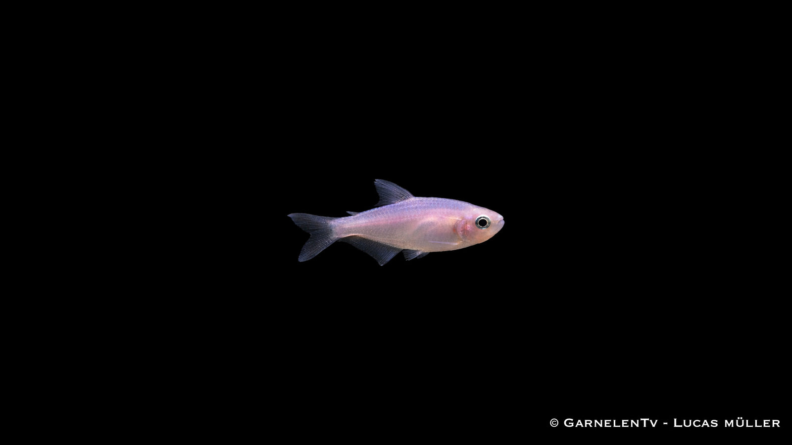 Königsalmler purple white - Inpaichthys kerri
