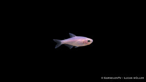 Königsalmler purple white - Inpaichthys kerri