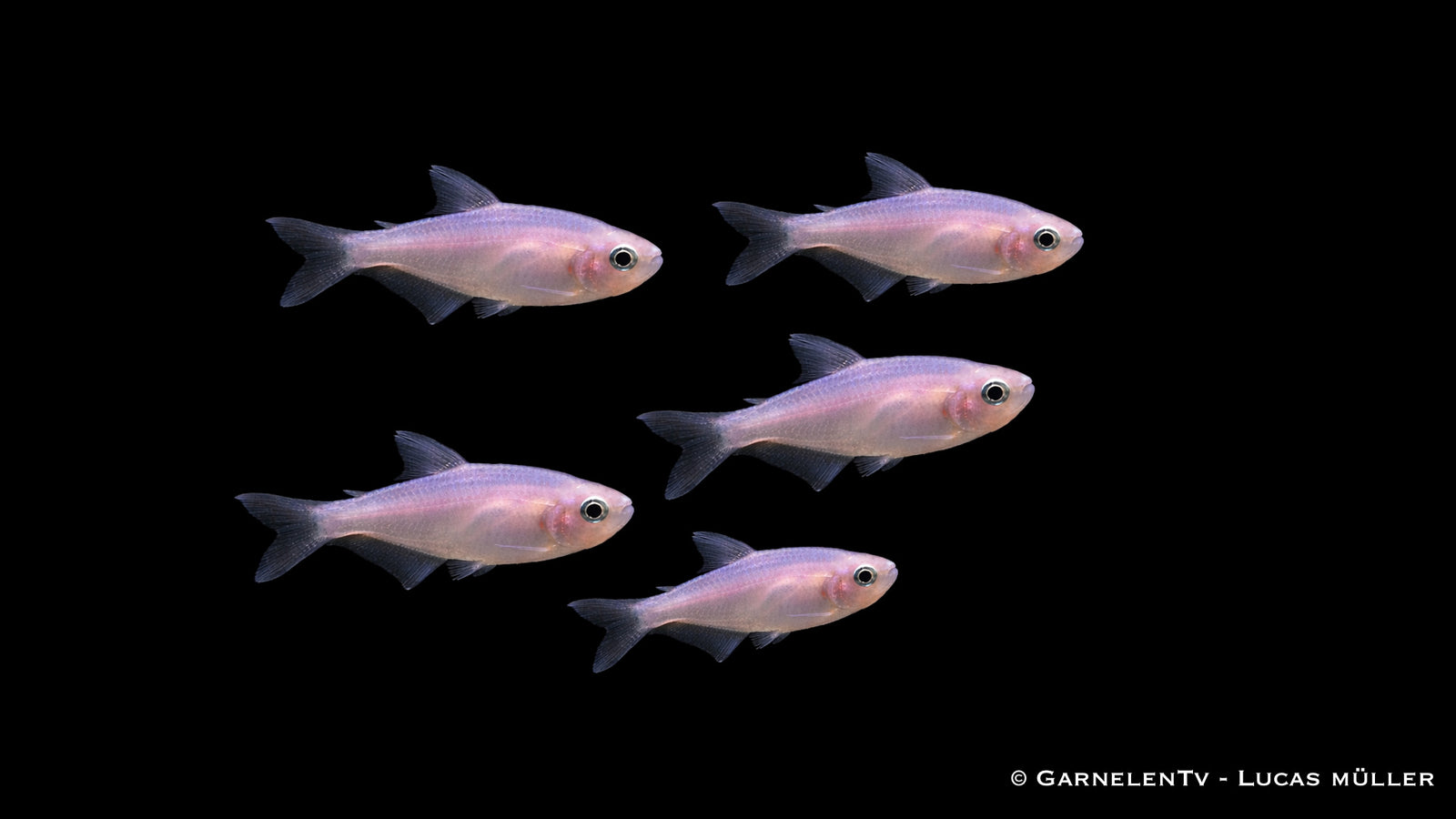 Königsalmler purple white - Inpaichthys kerri