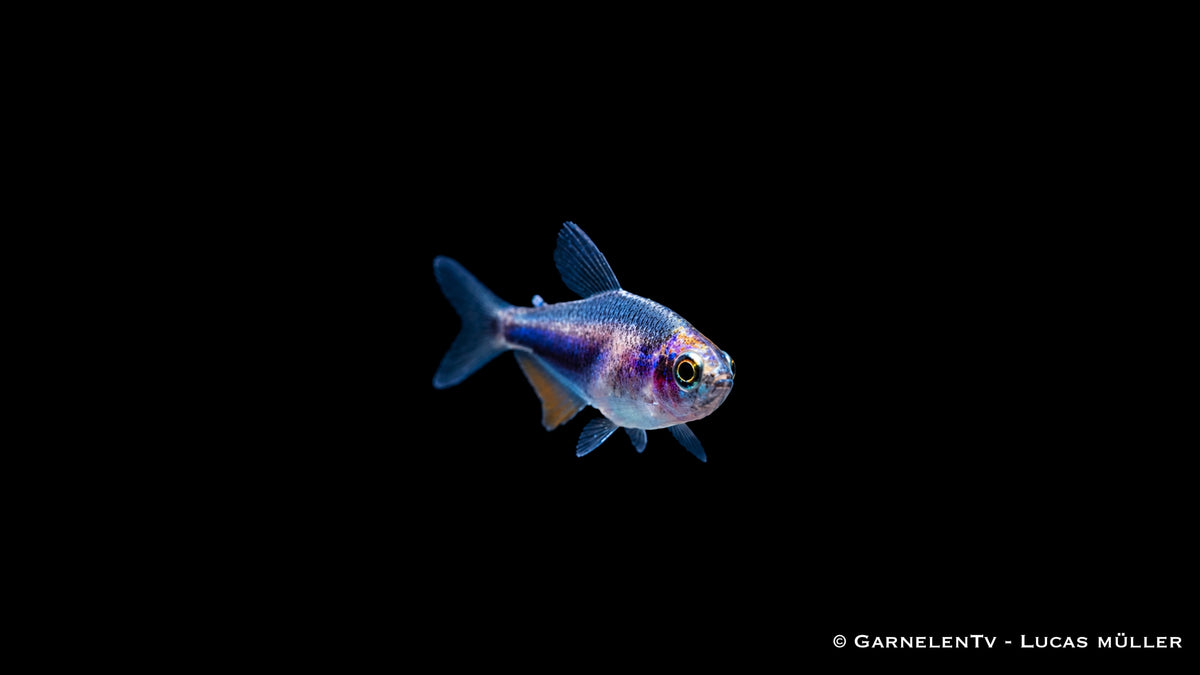Königssalmler Super Blue DNZ - Inpaichthys kerri super blue