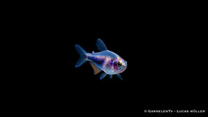 Königssalmler Super Blue DNZ - Inpaichthys kerri super blue