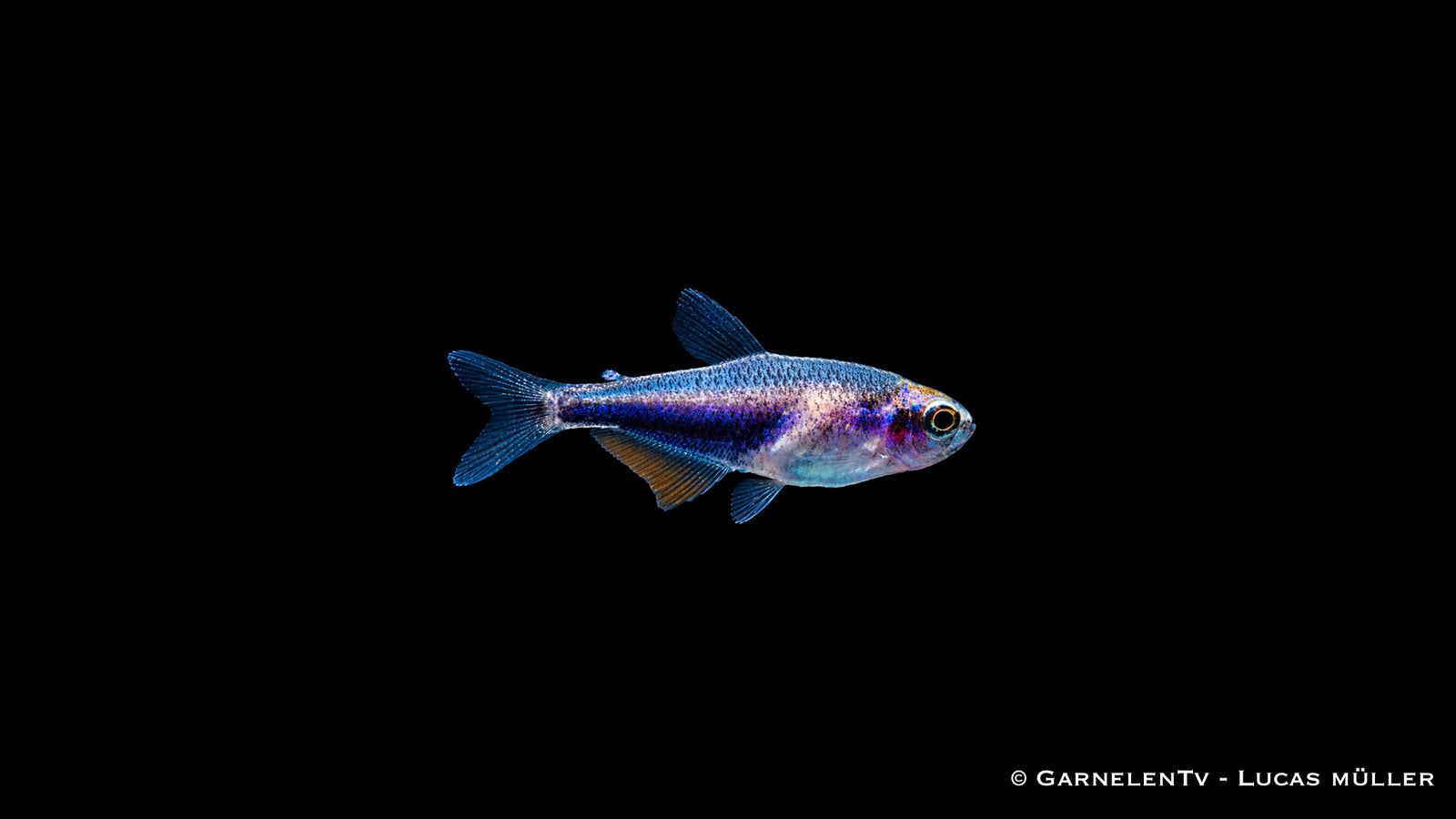 Königssalmler Super Blue DNZ - Inpaichthys kerri super blue