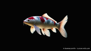 Koi - Cyprinus Carpio