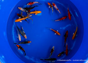 Koi - Cyprinus Carpio (12-15 cm)