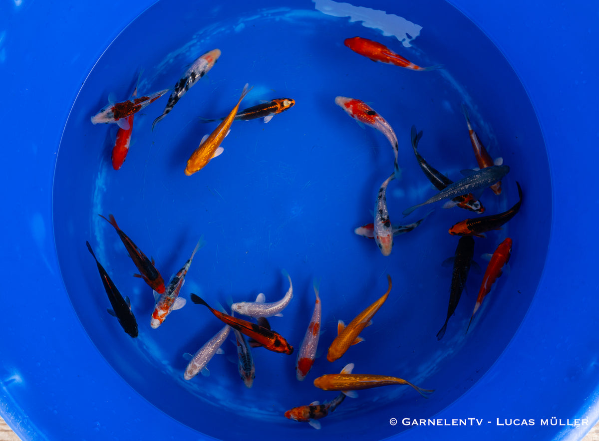 Koi - Cyprinus Carpio (12-15 cm)