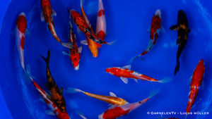 Koi - Cyprinus Carpio (15-18 cm)