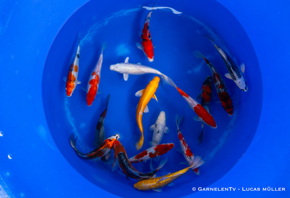 Koi - Cyprinus Carpio (40-45 cm)