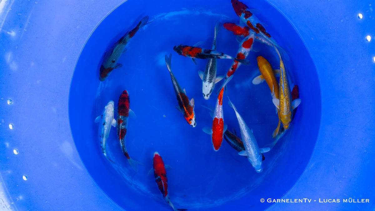 Koi - Cyprinus Carpio (18-20 cm)