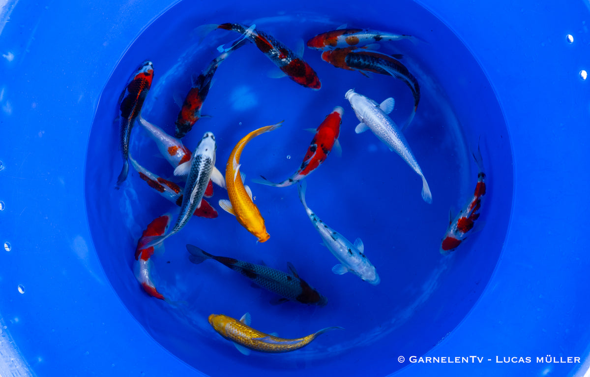 Koi - Cyprinus Carpio (18-20 cm)
