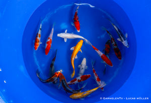 Koi - Cyprinus Carpio (40-45 cm)