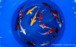 Koi - Cyprinus Carpio (18-20 cm)