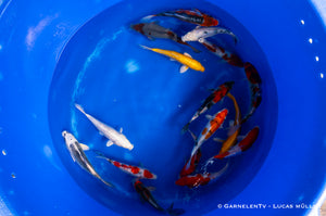 Koi - Cyprinus Carpio (40-45 cm)