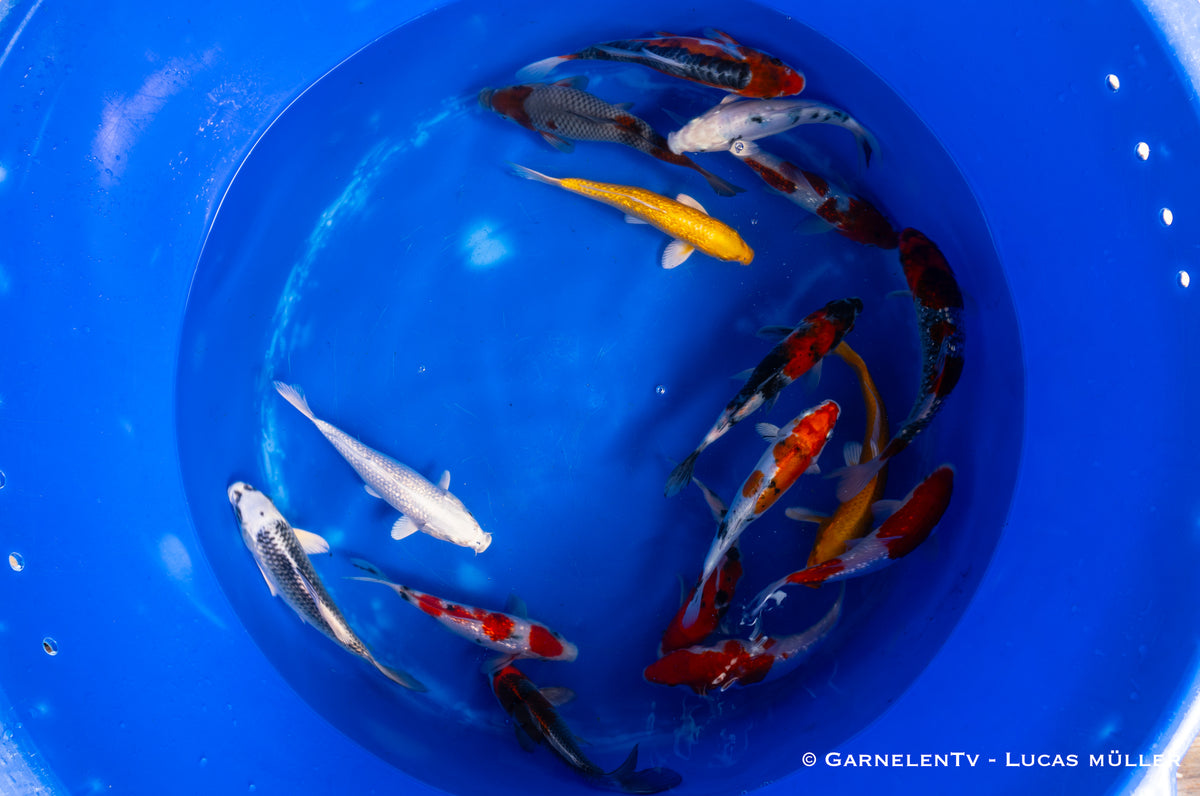 Koi - Cyprinus Carpio (18-20 cm)