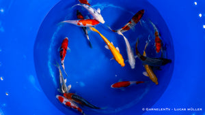 Koi - Cyprinus Carpio (40-45 cm)