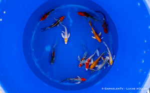 Koi  Butterfly - Cyprinus carpio (15-18cm)
