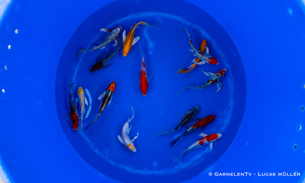 Koi  Butterfly - Cyprinus carpio (12-15cm)