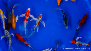 Koi  Butterfly - Cyprinus carpio (15-18cm)