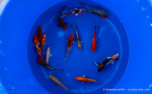 Koi B -  Cyprinus Carpio (15-18 cm)