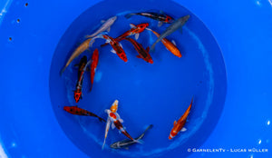 Koi B -  Cyprinus Carpio (15-18 cm)
