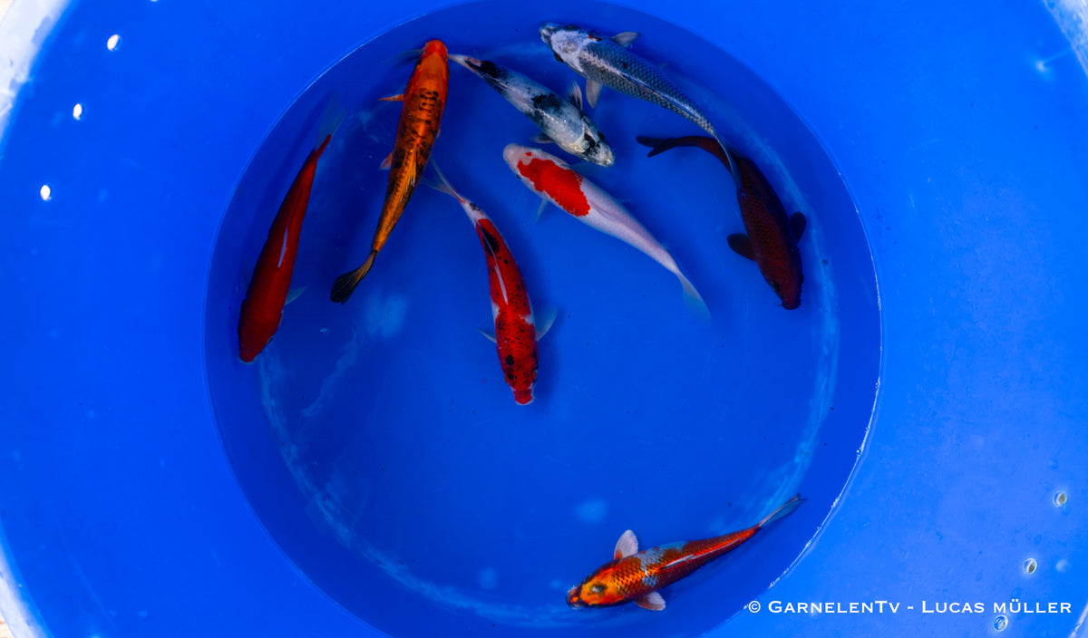 Koi - Cyprinus Carpio (20-25 cm)