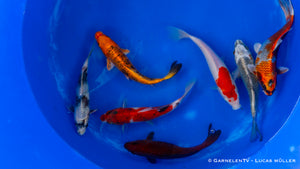 Koi - Cyprinus Carpio (20-25 cm)