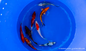 Koi - Cyprinus Carpio (20-25 cm)