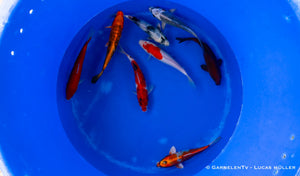 Koi B -  Cyprinus Carpio (20-25 cm)