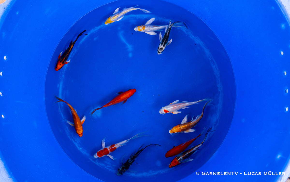 Koi bunt Butterfly - Cyprinus carpio (15-18cm)