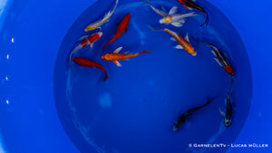 Koi bunt Butterfly - Cyprinus carpio (15-18cm)