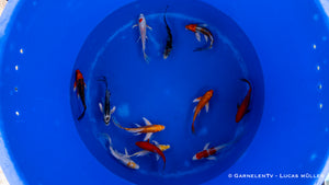 Koi bunt Butterfly - Cyprinus carpio (15-18cm)