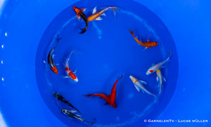 Koi bunt Butterfly - Cyprinus carpio (15-18cm)