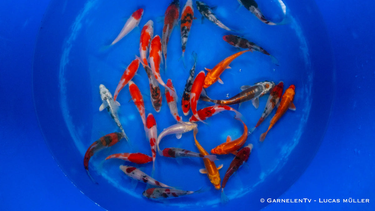 Japan Koi Miyako - Cyprinus Carpio (10-12 cm)