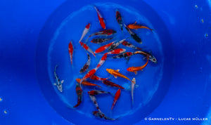 Japan Koi Miyako - Cyprinus Carpio (10-12 cm)