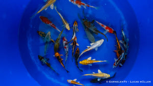 Japan Koi Yamazaki -  Cyprinus Carpio (13-15cm)