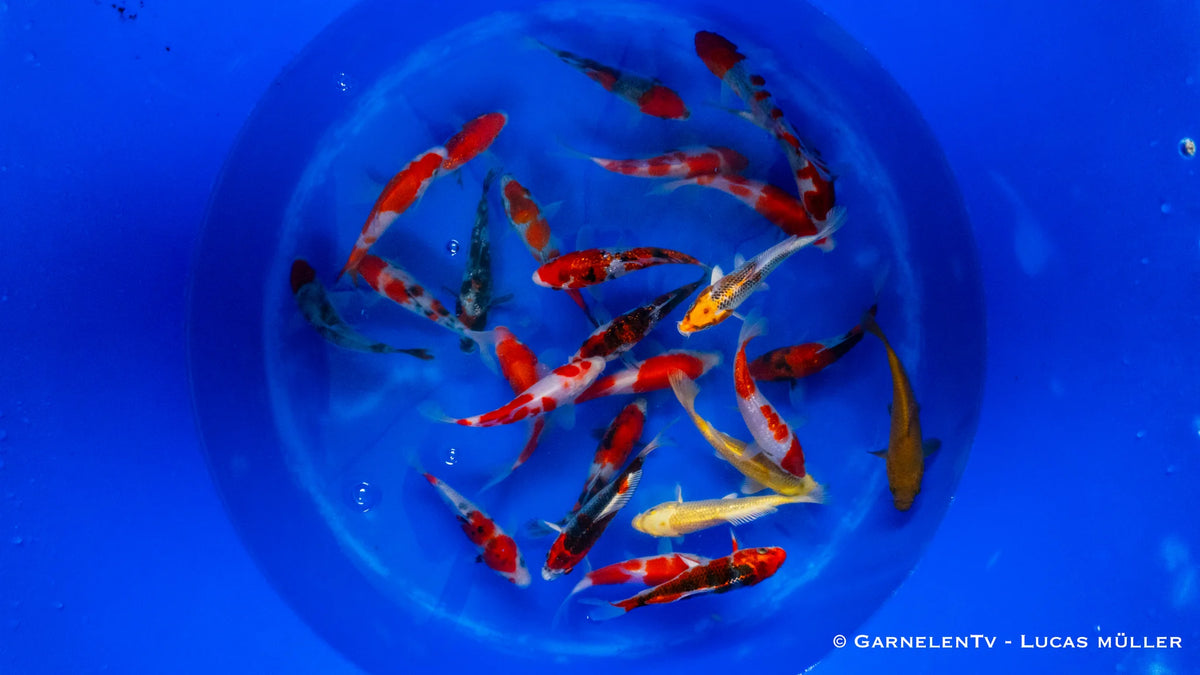 Japan Koi Suda - Cyprinus Carpio (15-17 cm)