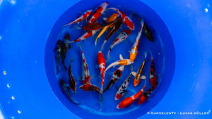 Japan Koi Oofuchi - Cyprinus Carpio (33-38 cm)