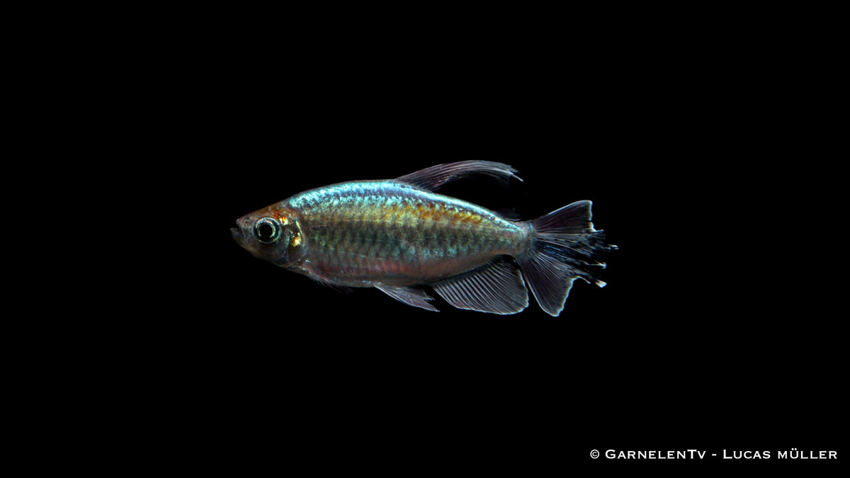 Kongosalmler (Phenacogrammus interruptus) aus deutscher Nachzucht