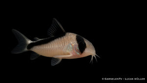 Kopfbindenpanzerwels - Hoplisoma melini
